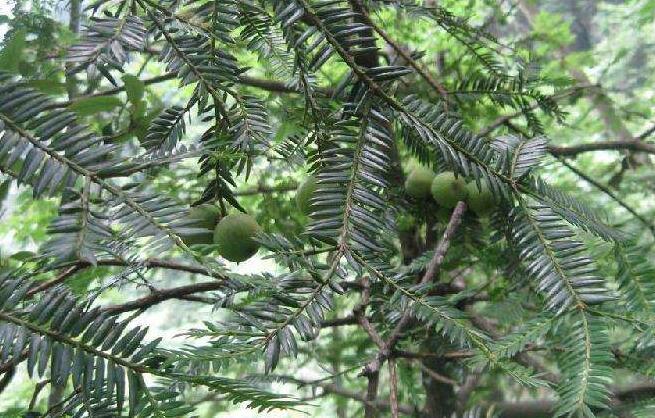 榧树(学名:torreya grandis)别名香榧,野榧,羊角榧,榧子,为红豆杉科榧