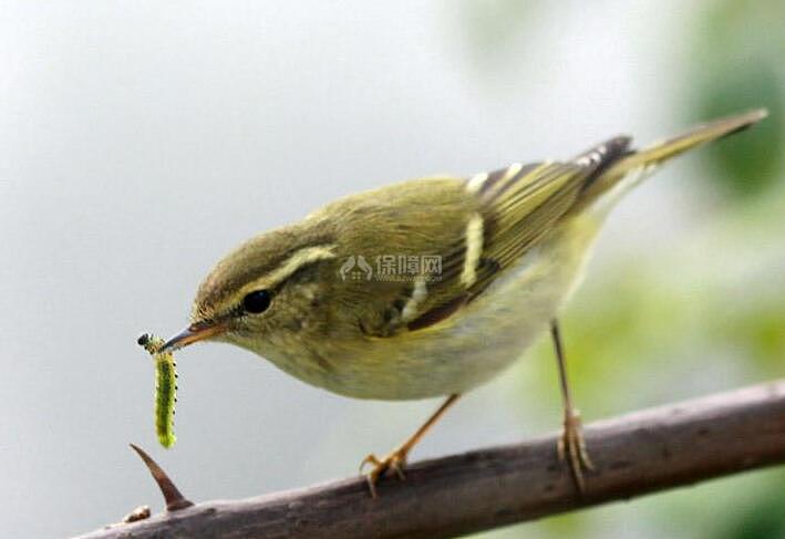 黄腰柳莺(学名:phylloscopus  proregulus)为鹟科柳莺属的鸟类