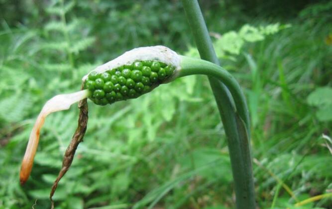 天南星种植技术