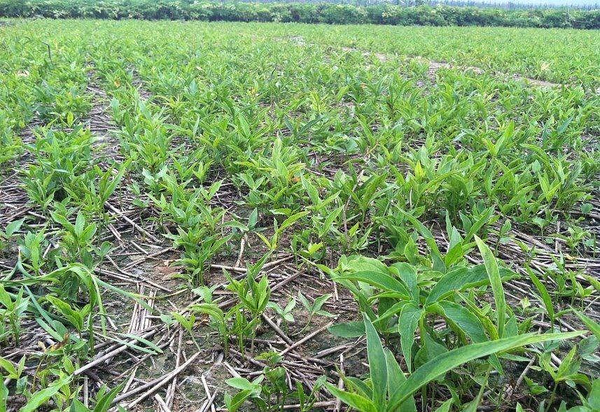 【图】旱半夏种植技术 旱半夏的功效与作用