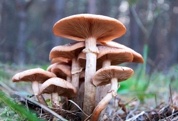 【图】蘑菇怎么炒好吃 蘑菇种类