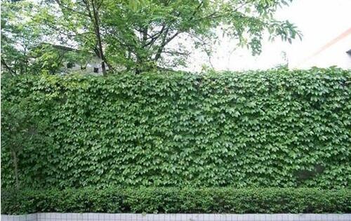 爬墙植物种植技术