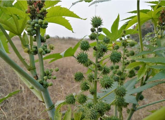 摘要:蓖麻,大戟科,蓖麻属一年生或多年生草本植物,热带或南方地区常成