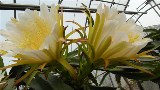 霸王花有什么功效 霸王花种植技术