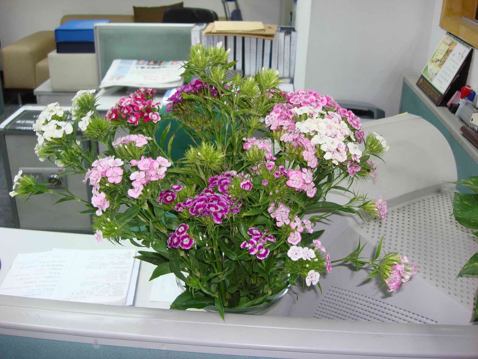 关于办公室摆放植物风水的五行知识