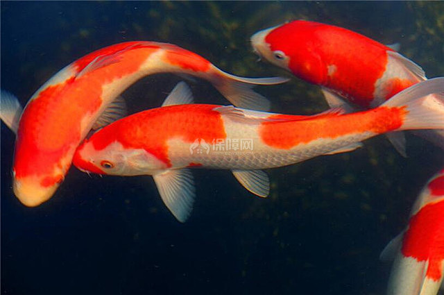 锦鲤是现代喜欢的一种风水鱼,花纹色彩漂亮鲜明,容易养活,寿命较长