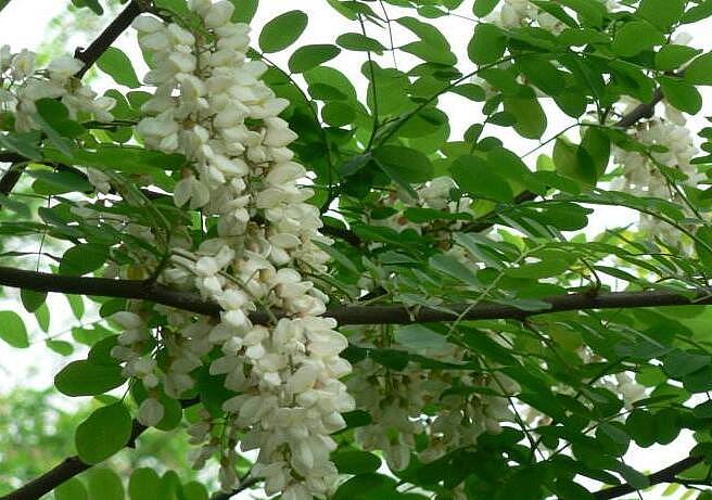 刺槐种植技术 刺槐花语