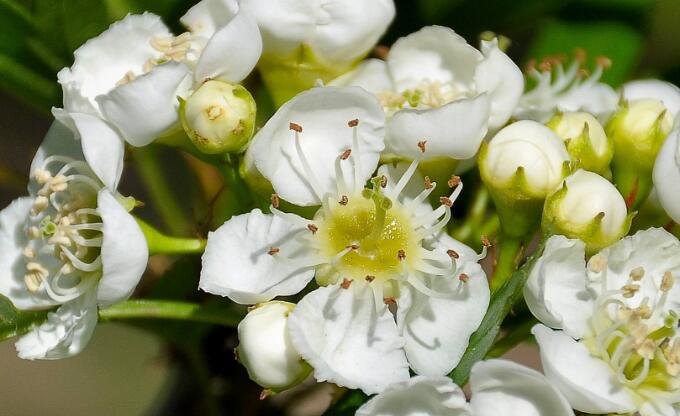 山楂花花语 山楂花图片