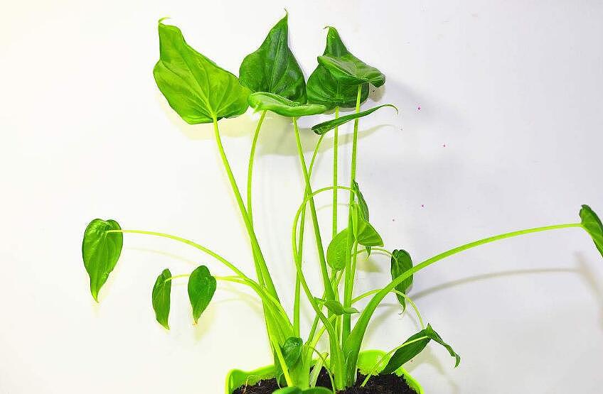 滴水观音可以放在卧室吗 卧室养护注意事项