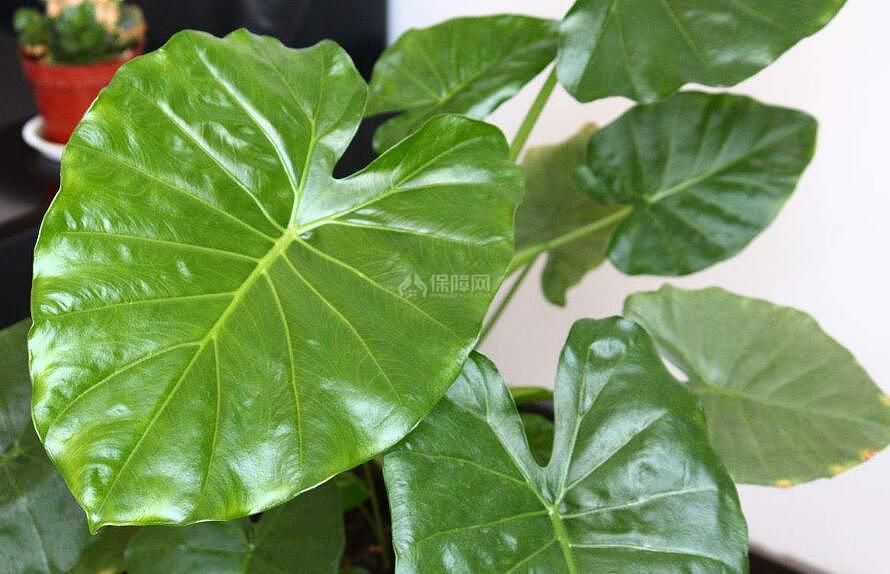 滴水观音可以放在卧室吗 卧室养护注意事项