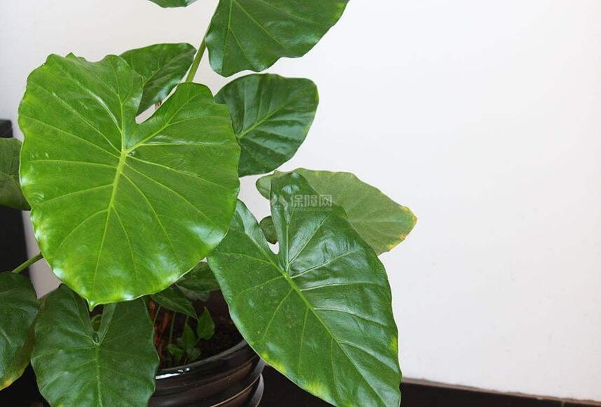 滴水观音可以放在卧室吗 卧室养护注意事项