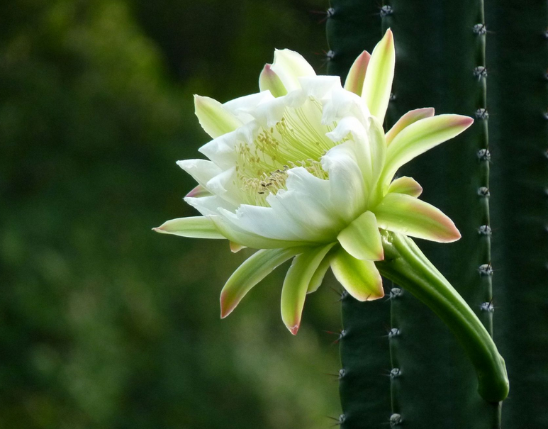 龙骨花怎么养 龙骨花养殖方法