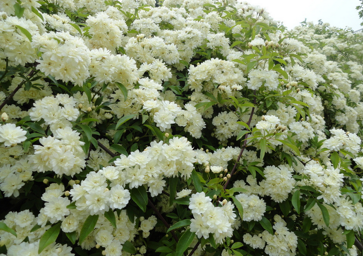 木香花怎么养 木香花如何栽培繁殖