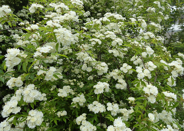 木香花怎么养