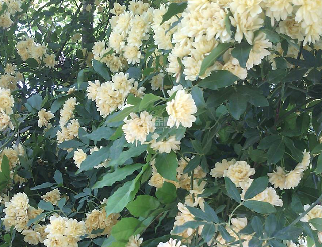 木香花怎么养