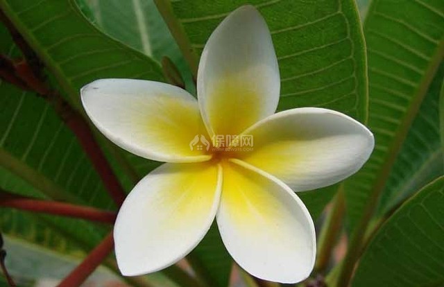 盆栽鸡蛋花怎么养