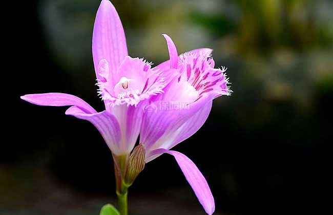 独蒜兰种植方法 独蒜兰怎么种