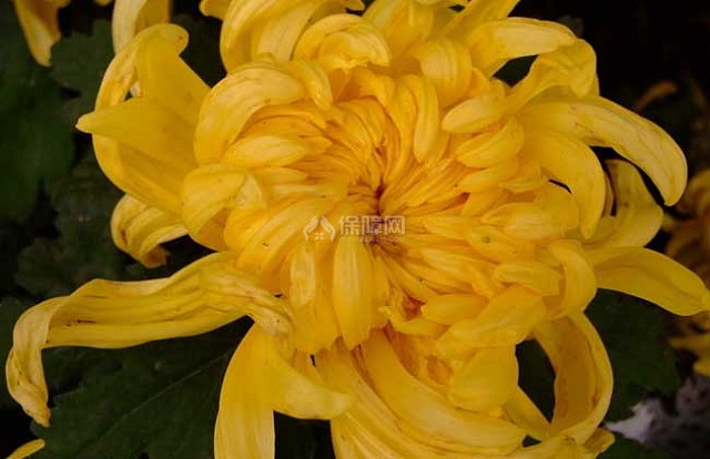 菊花什么时候种植