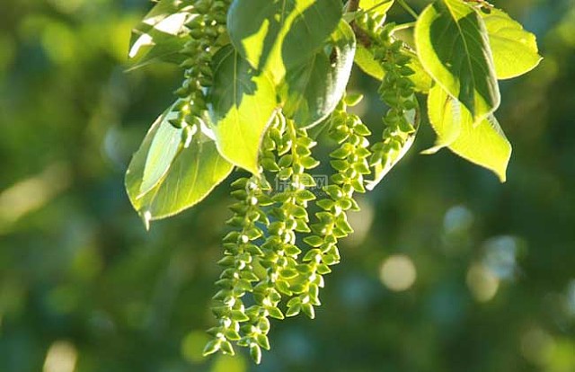 杨树花什么时候开