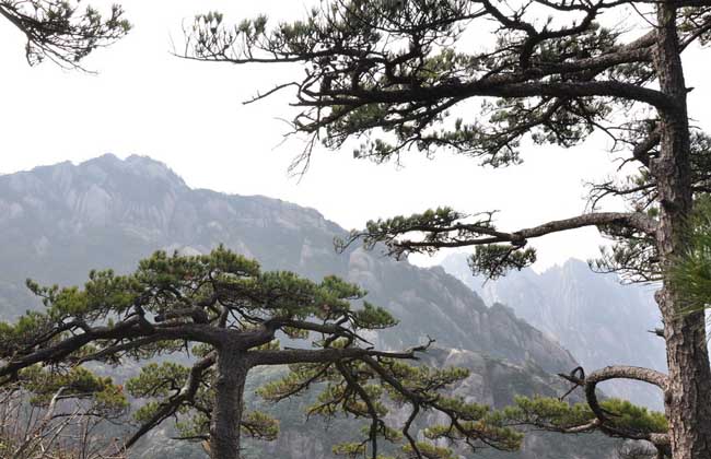 生活小常识:松树的生长环境 松树的特点有哪些