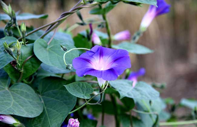 牵牛花什么时候种植 牵牛花开花时间