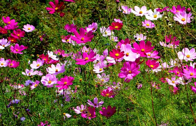 【图】格桑花花语和传说 格桑花图片欣赏