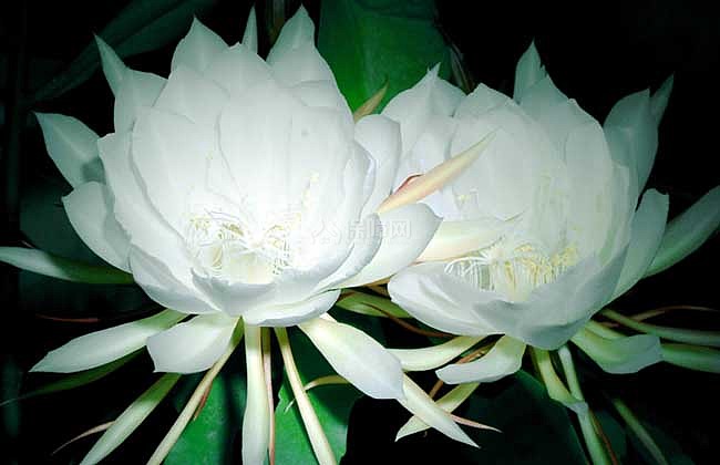 花多数于晚间开放,经数小时后凋谢,故有"昙花一现"之说,在我国南北