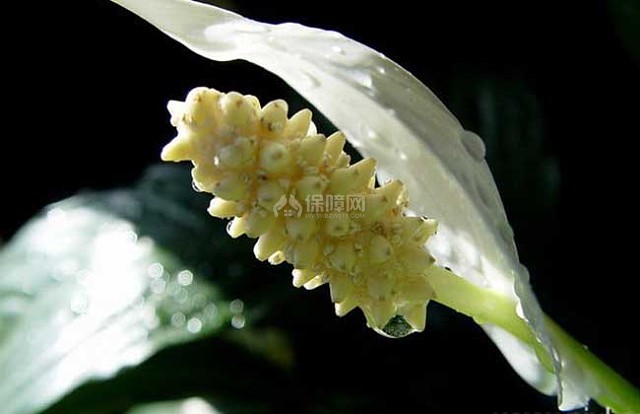一帆风顺水培养殖方法