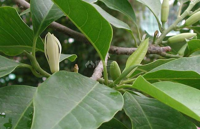 白兰花