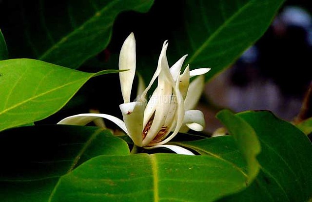 白兰花