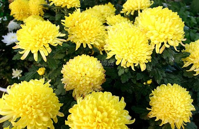 菊花