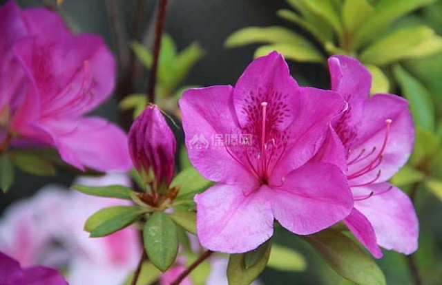 杜鹃花