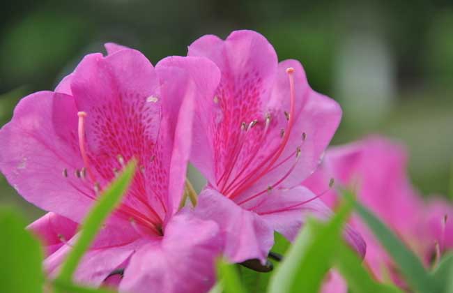 杜鹃花的产地分布 杜鹃花的品种分类