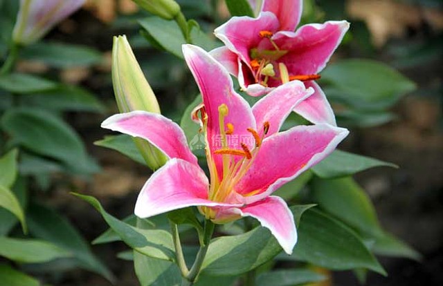 百合花的花期是什么时候