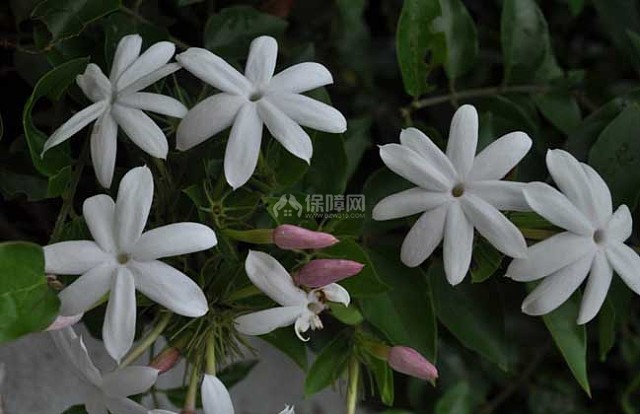 茉莉花