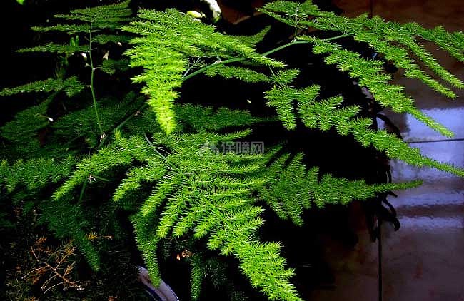 文竹怎么施肥 文竹叶子发黄的原因