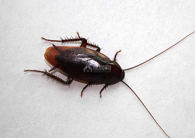 【图】蟑螂咬人后有毒吗?