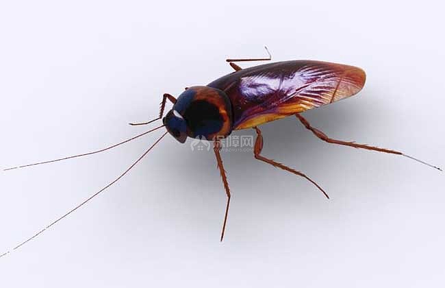 【图】蟑螂咬人后有毒吗?