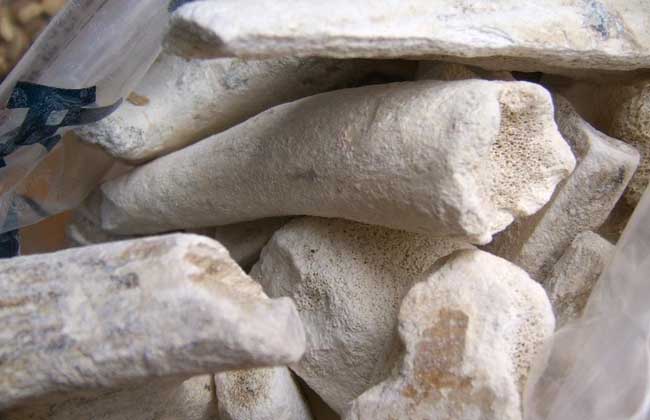 生活小常识:鹿角霜的功效与作用