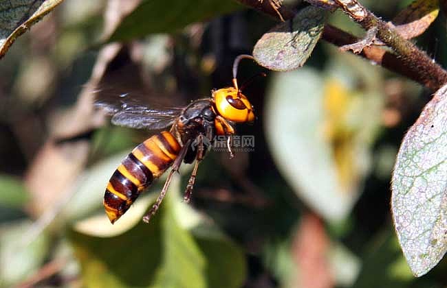 生活小常识:虎头蜂酒的功效与作用