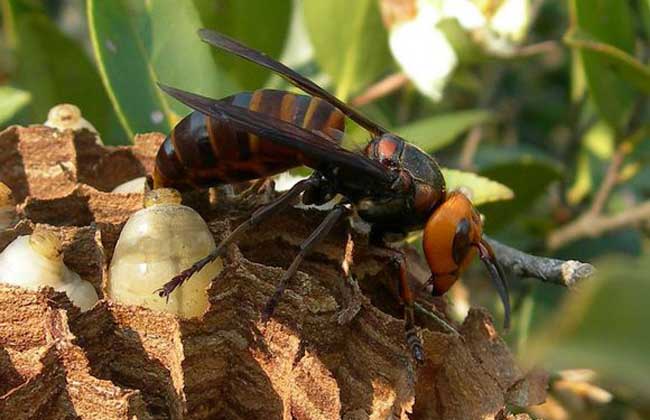 生活小常识:虎头蜂酒的功效与作用