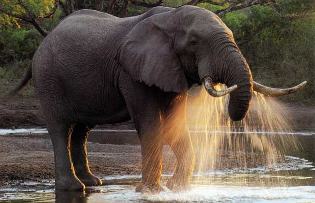 【图】大象的特点有哪些