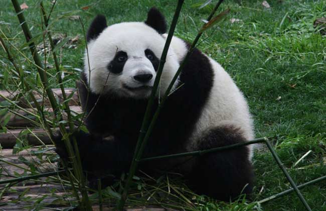 【图】大熊猫的寿命有多长?