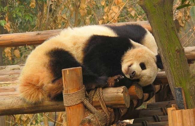 【图】大熊猫的寿命有多长?