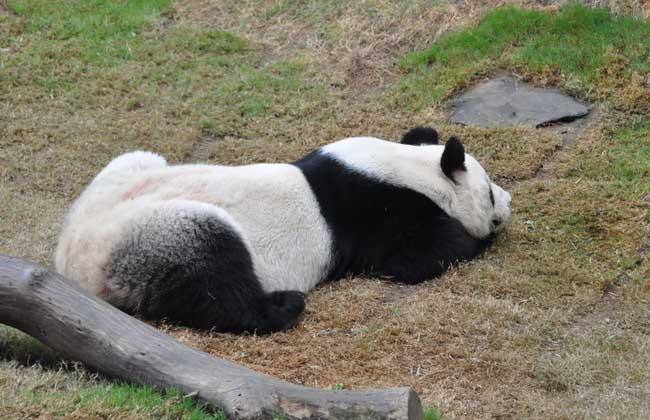 【图】大熊猫为什么是国宝