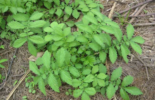生活小常识:仙鹤草能不能泡水喝 仙鹤草泡水喝的功效