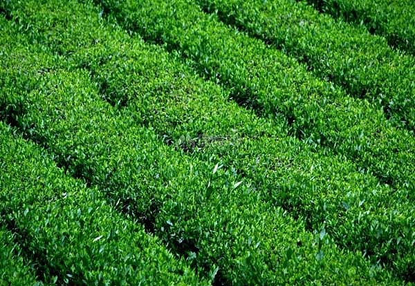 【图】中国茶业十大品牌企业排名