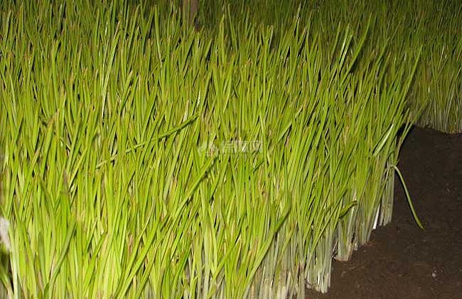 【图】蒜黄无土栽培技术