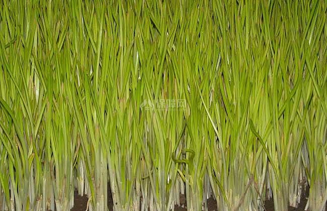 【图】蒜黄无土栽培技术