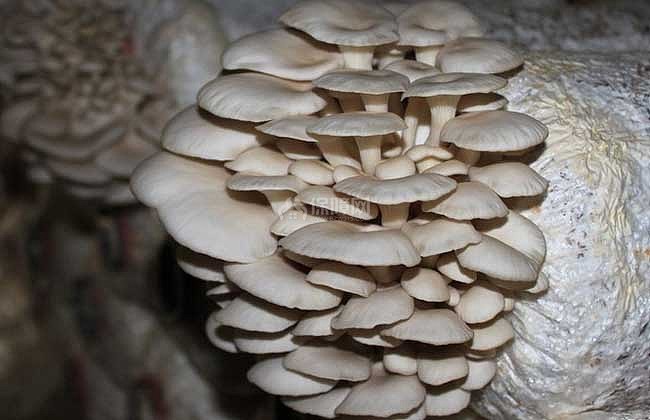 【图】大棚平菇种植技术